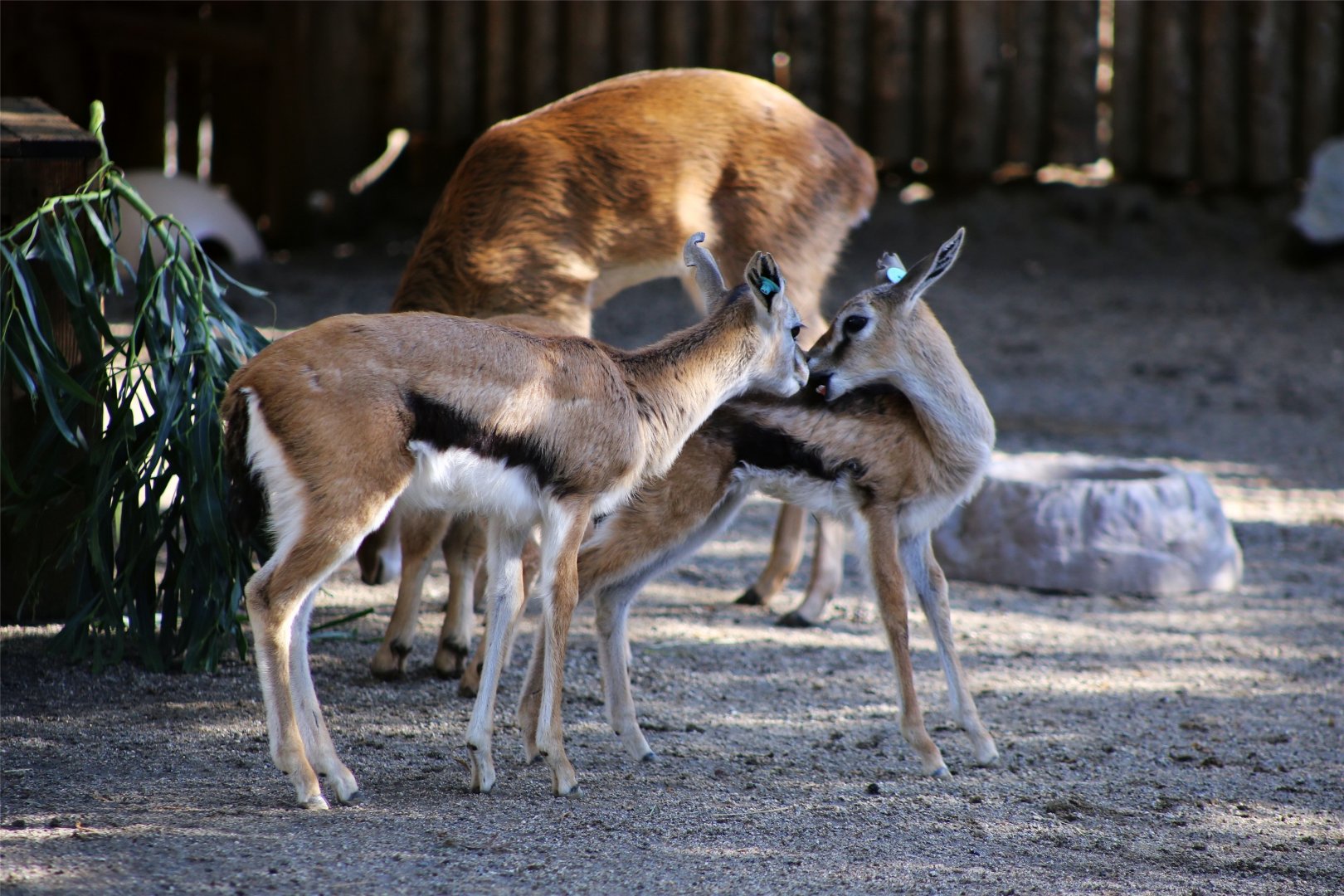Thomson's gazelle fawns