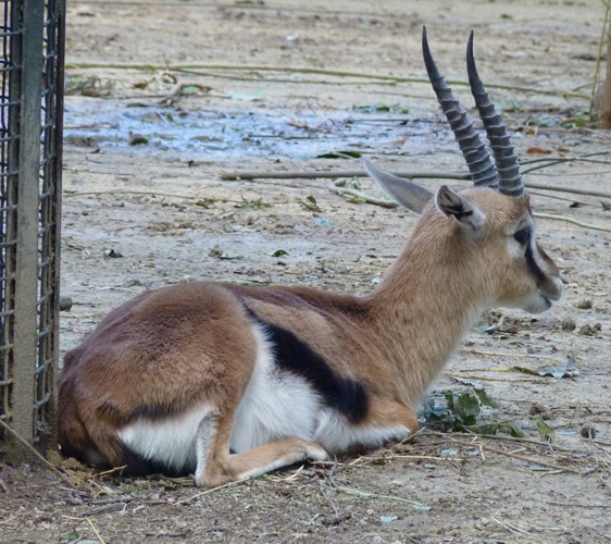 Thomson's gazelle (Gazella thomsonii)