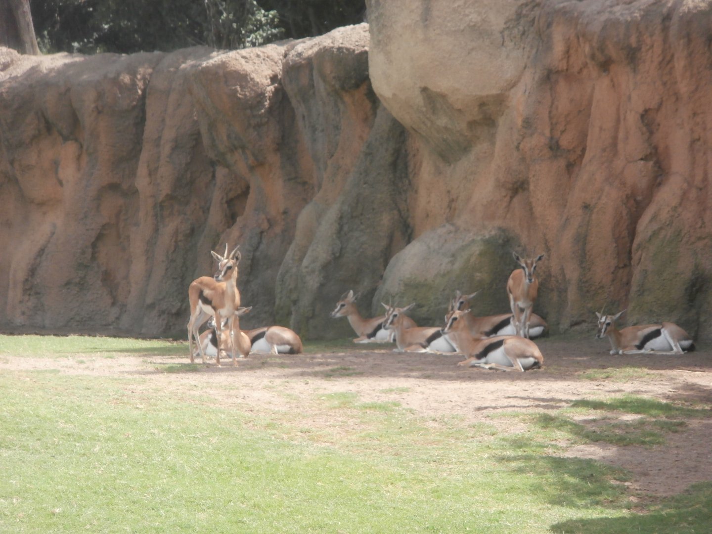 Thomson's gazelle herd -Bioparc Valencia (Summer 2017)