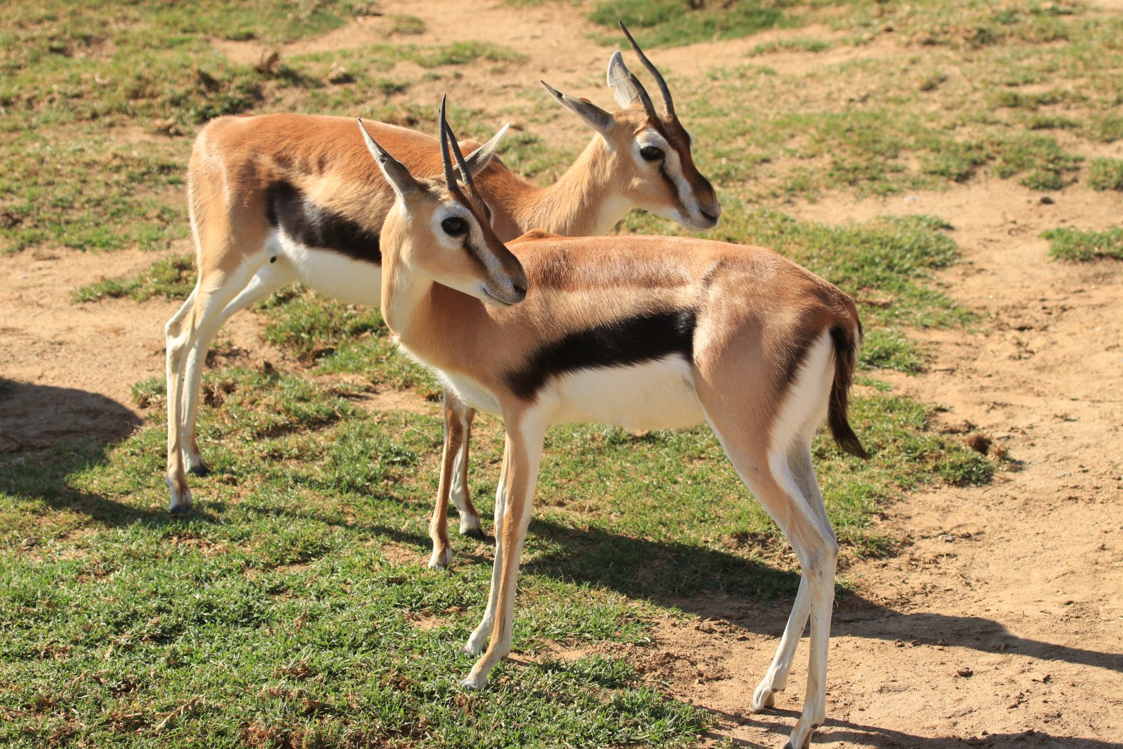 Thomson's gazelle (June 2019)