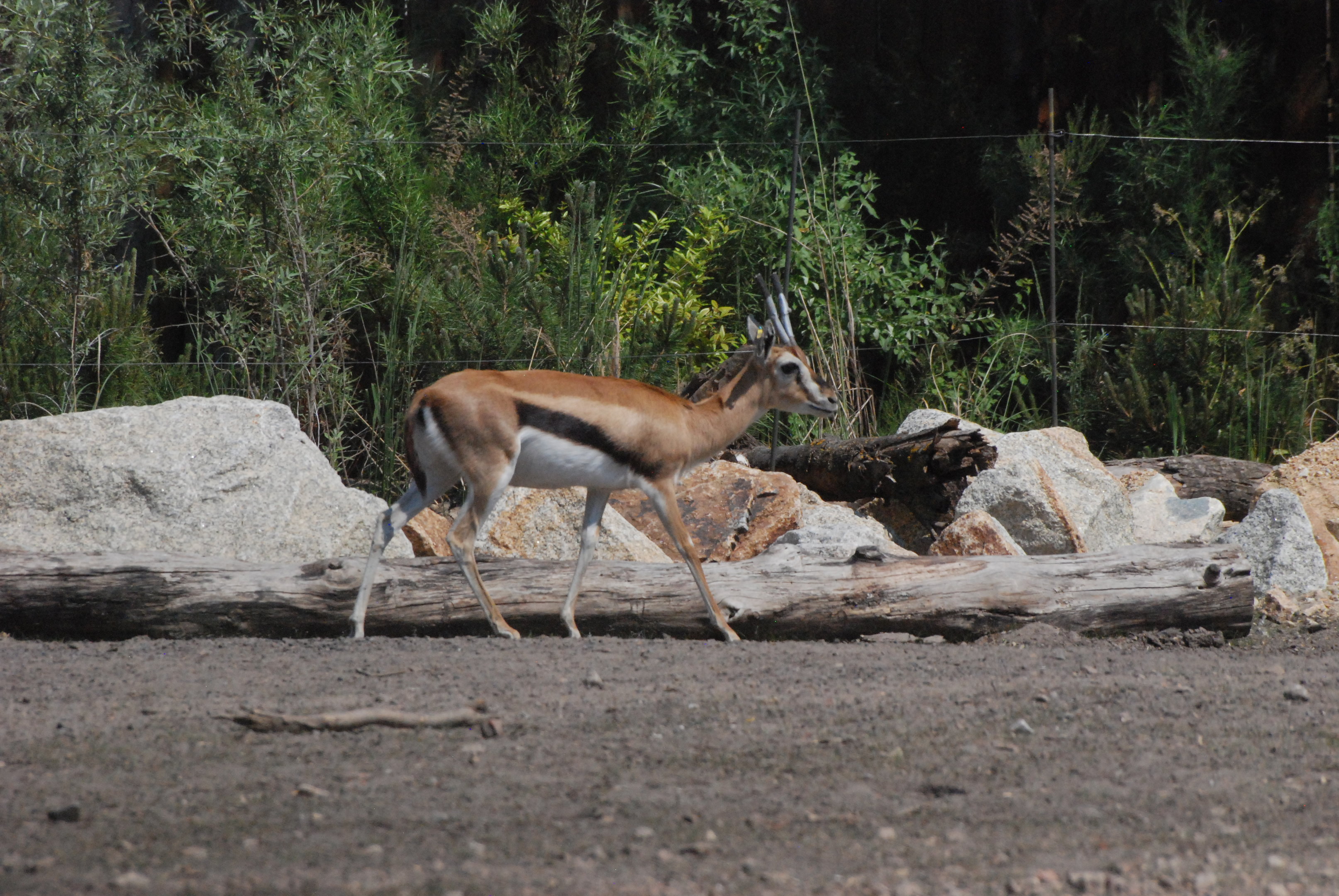 Thomson's Gazelle, New Savannah Paddock at Tierpark Berlin, 9th June 2023