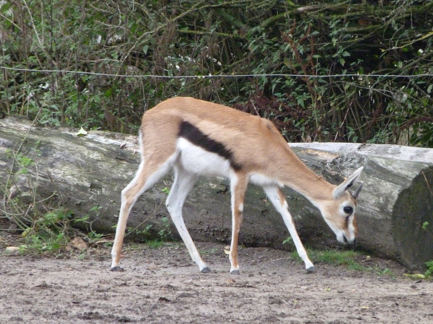 Thomson's gazelle -Tierpark Berlin (2024)