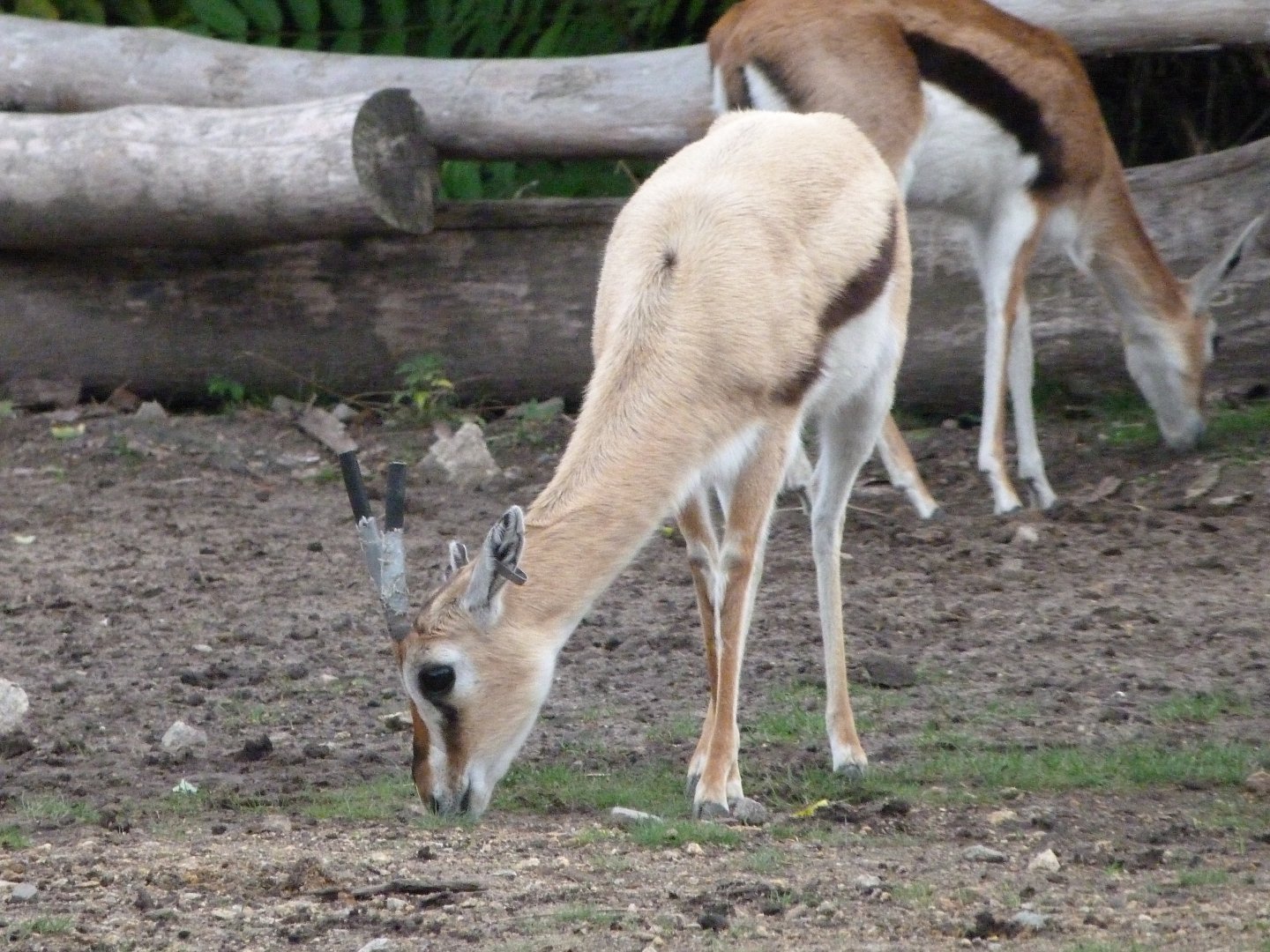 Thomson's gazelle -Tierpark Berlin (2024)