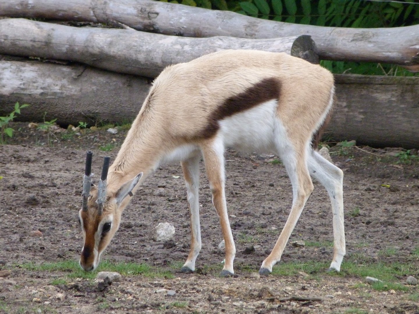 Thomson's gazelle -Tierpark Berlin (2024)