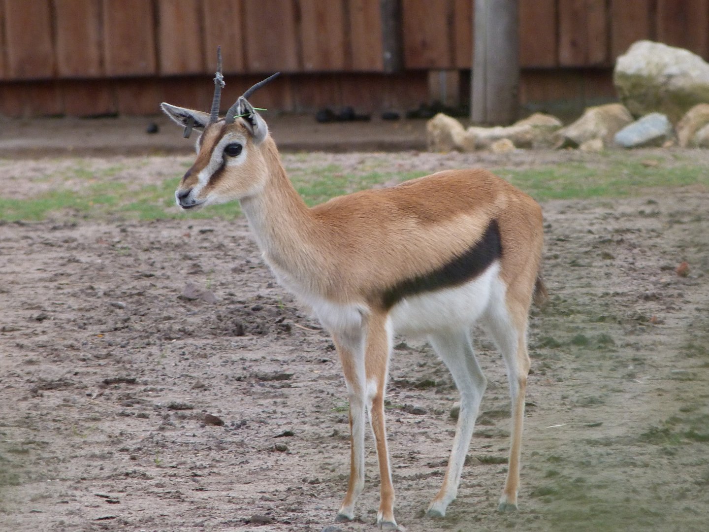 Thomson's gazelle -Tierpark Berlin (2024)