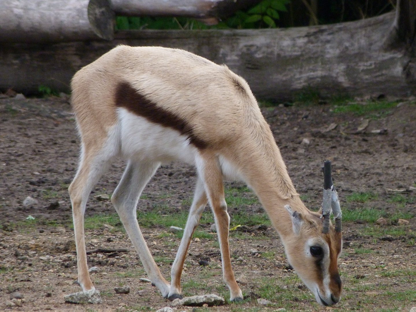 Thomson's gazelle -Tierpark Berlin (2024)
