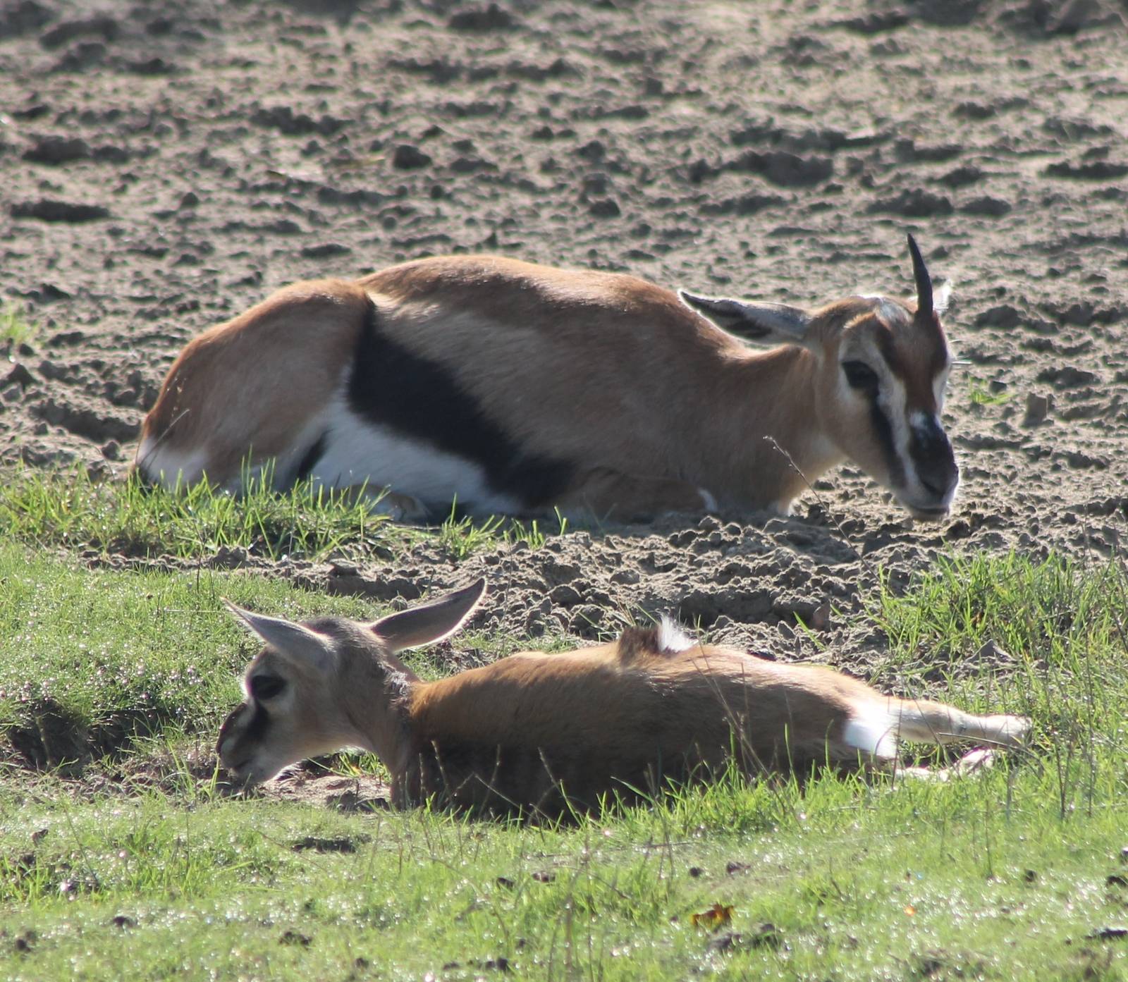 Thomson's gazelle with young