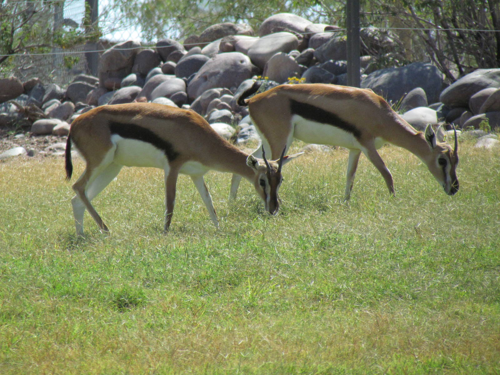 Thomson's Gazelle