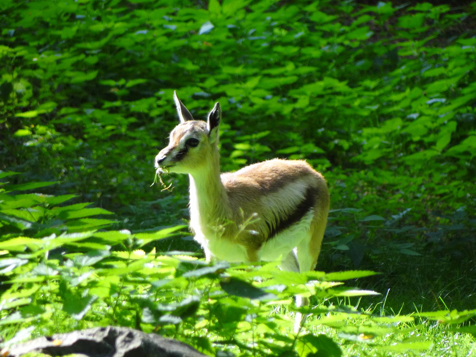 Thomson's Gazelle