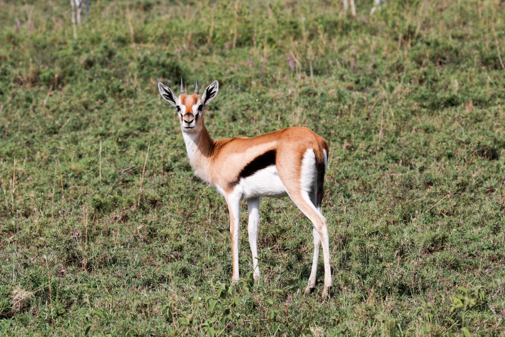 Thomsons Gazelle