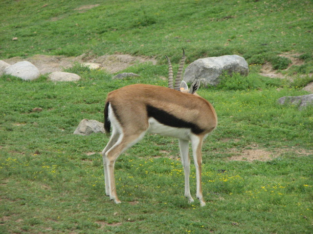 Thomson's gazelle