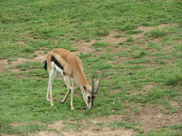 Thomson's gazelle