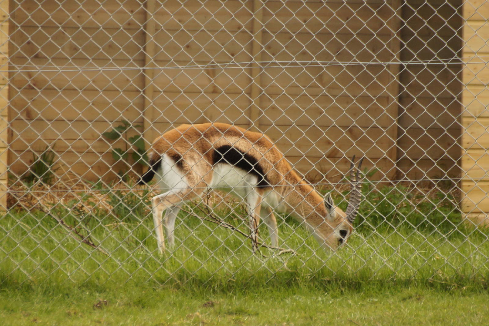 Thomson's gazelle