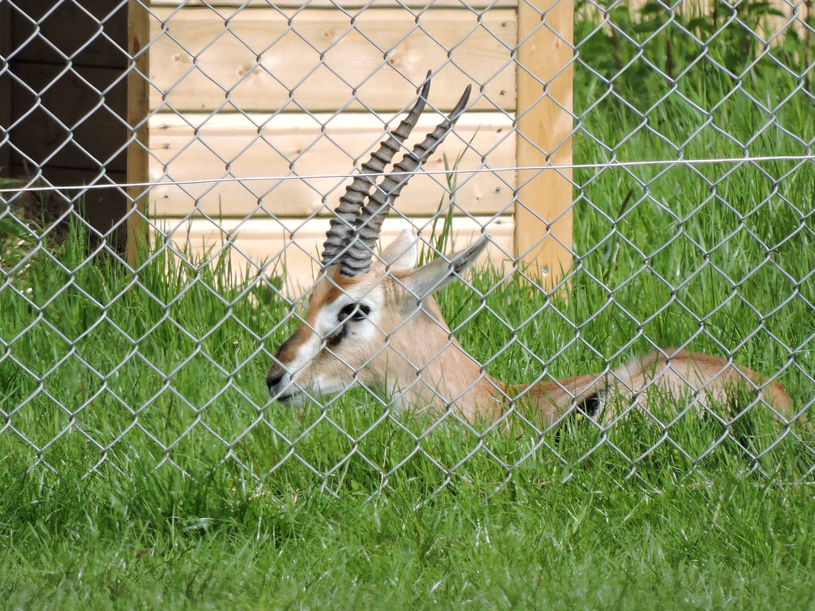 Thomson's Gazelle