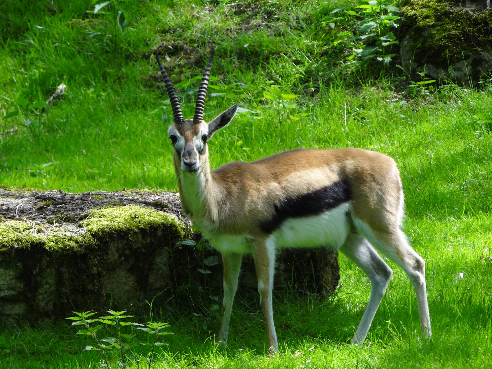 Thomson's Gazelle