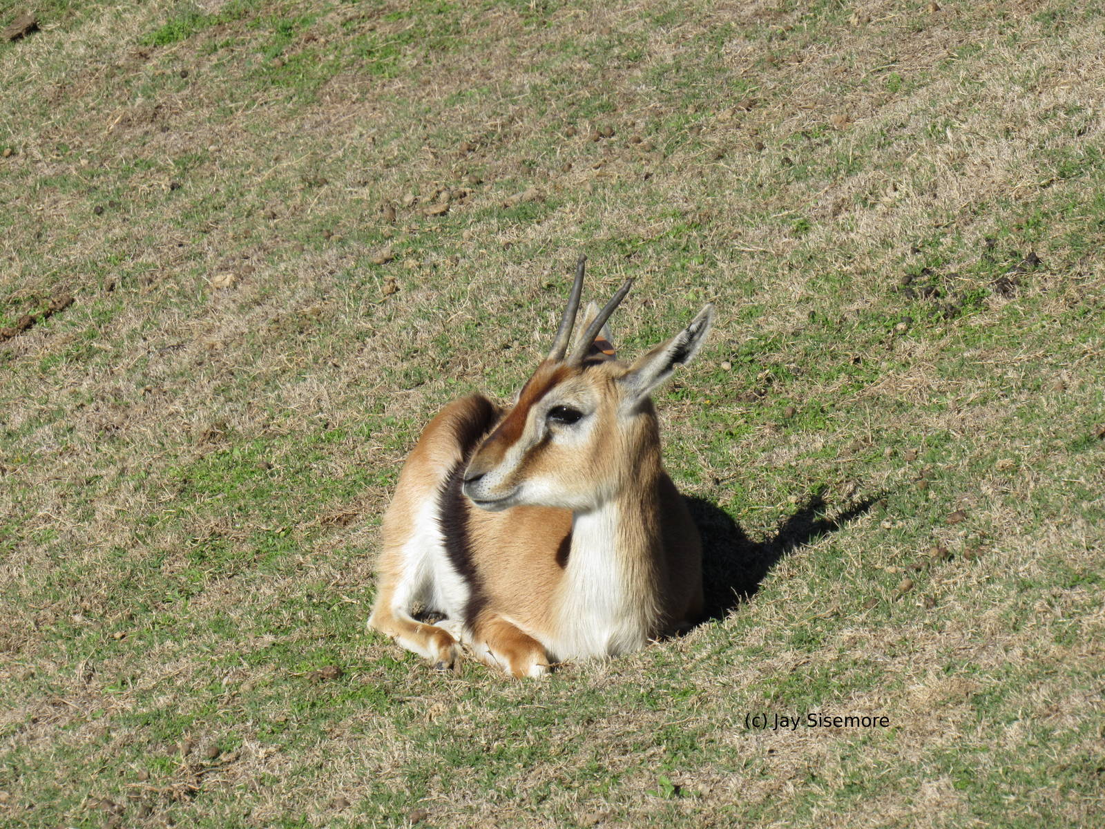 Thomson's Gazelle