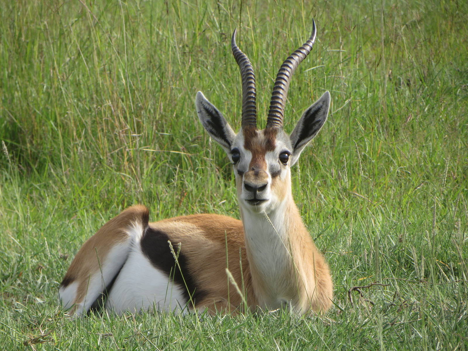 Thomson's gazelle