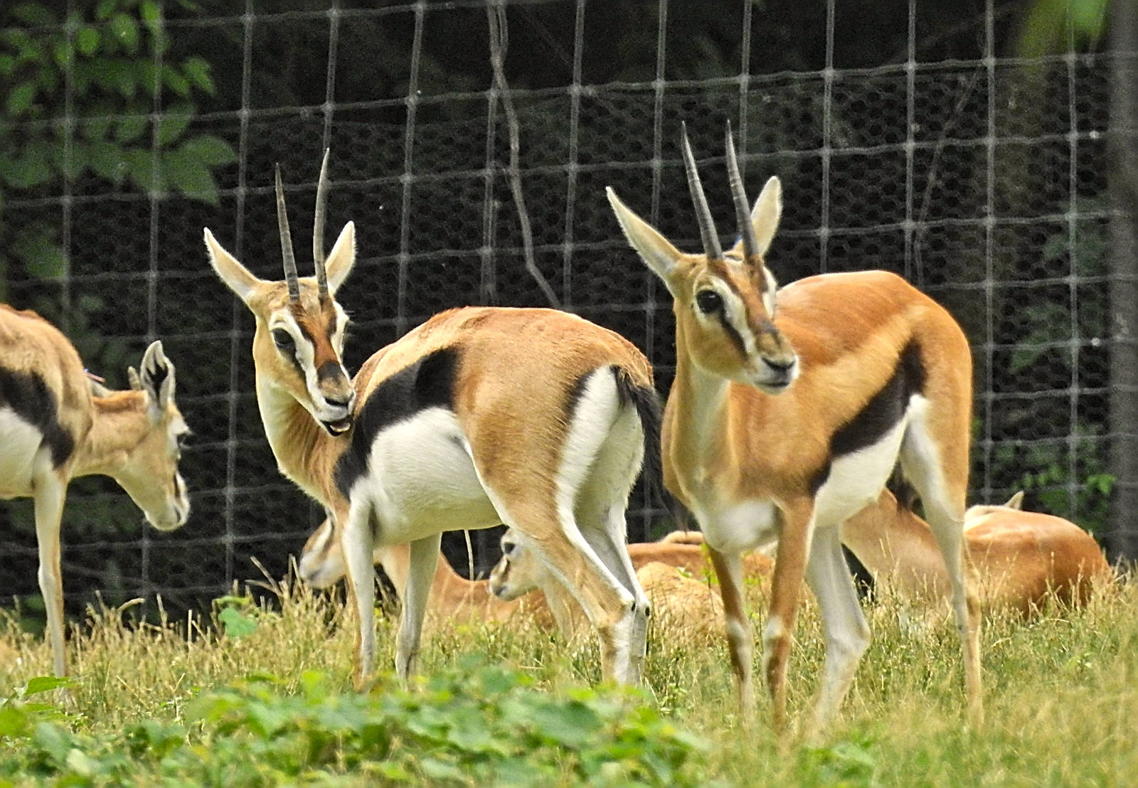 Thomson's Gazelle
