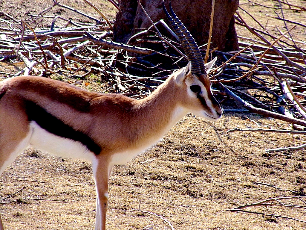 Thomson's Gazelle
