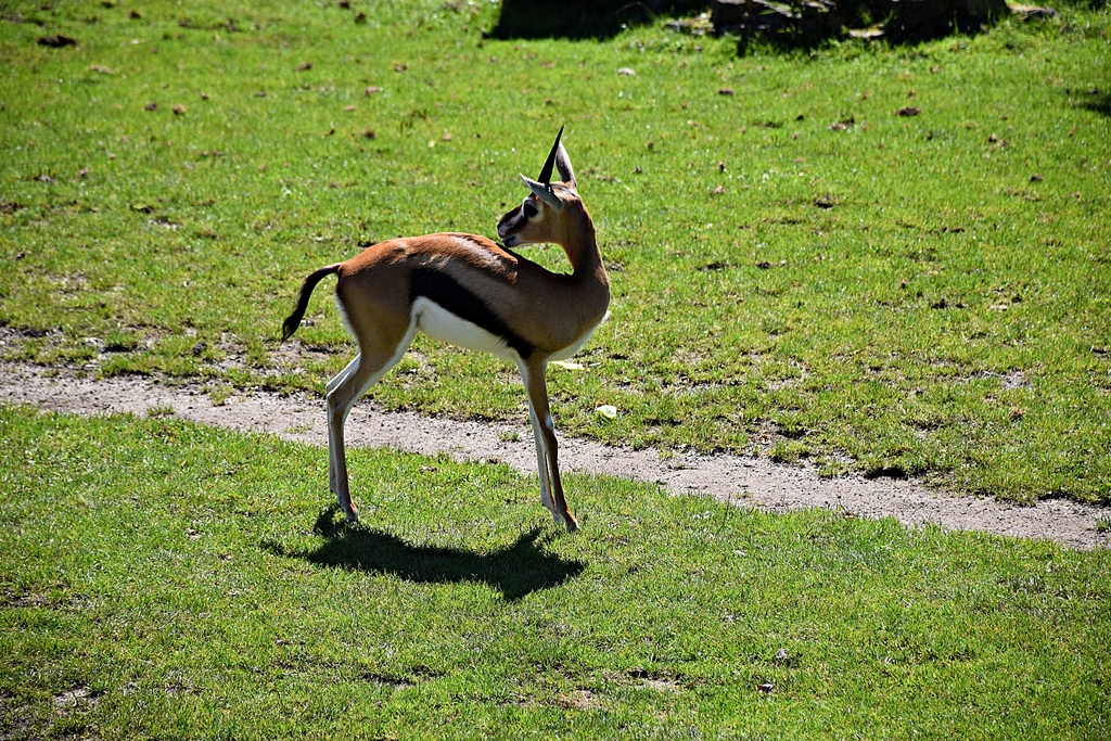 Thomson's gazelle
