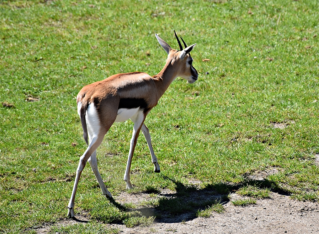Thomson's gazelle