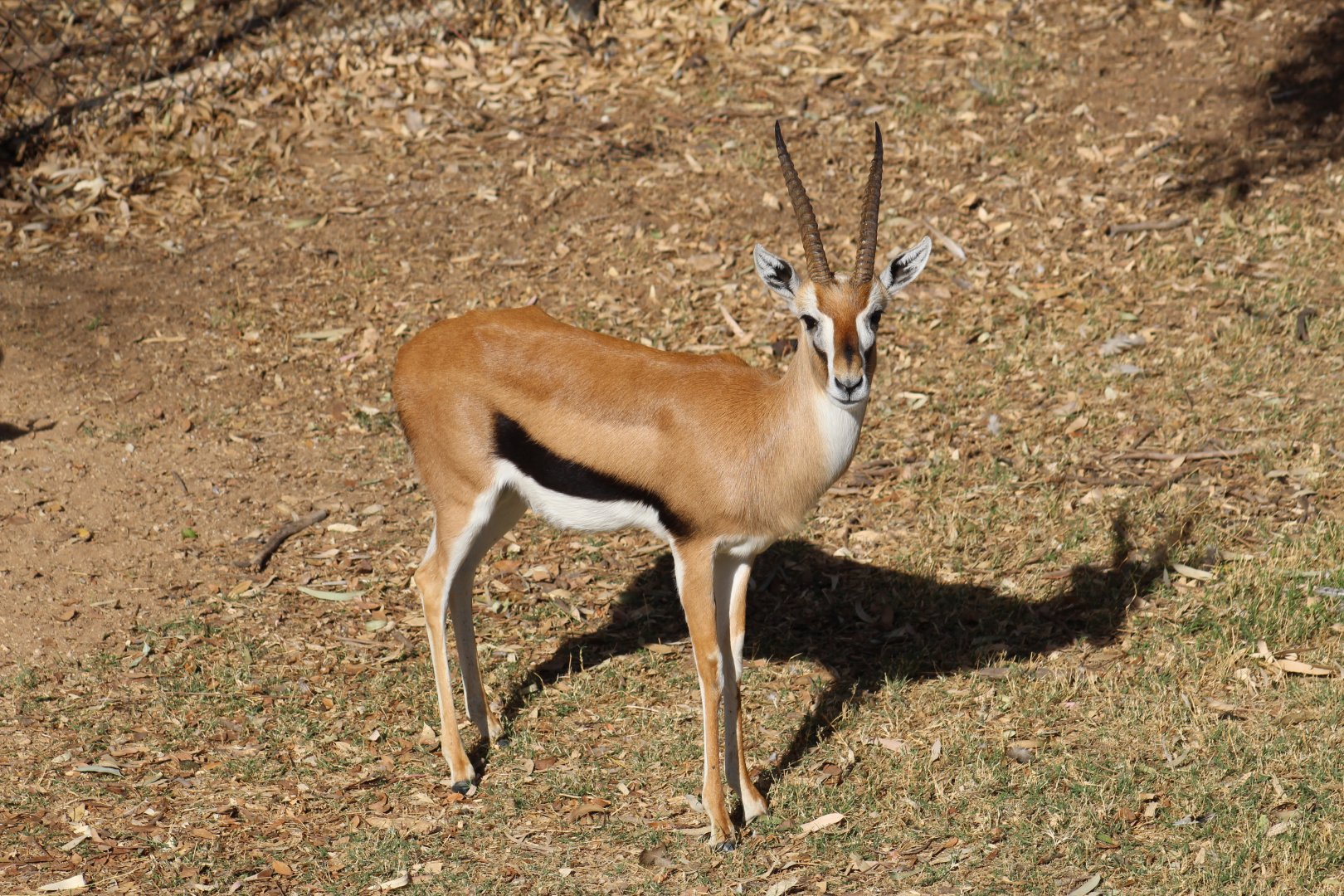 Thomson's Gazelle