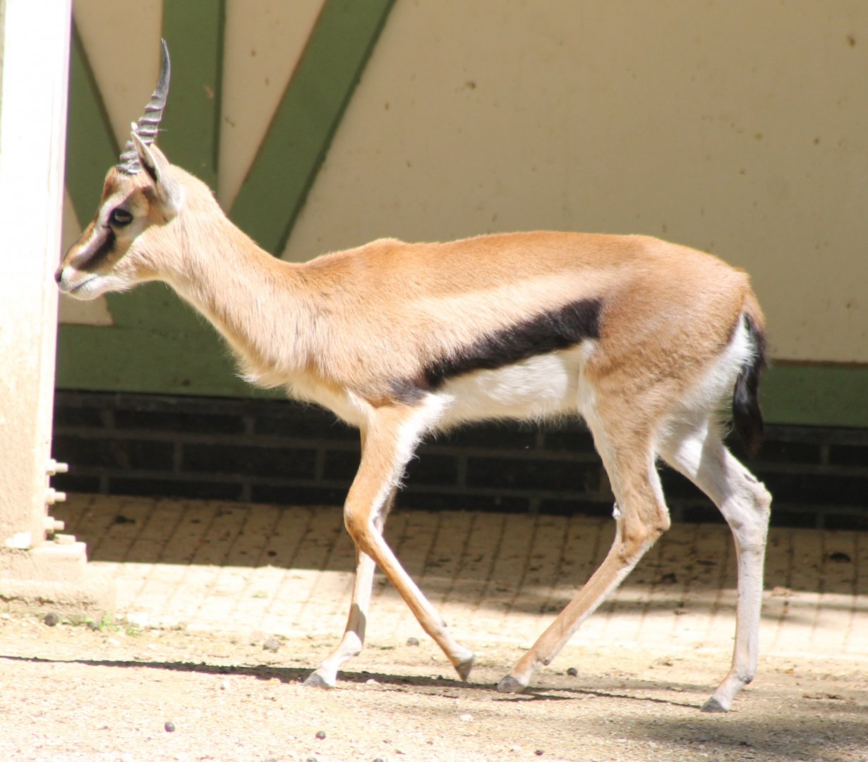 Thomsons gazelle