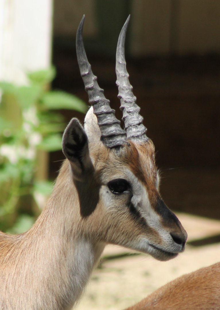 Thomsons gazelle