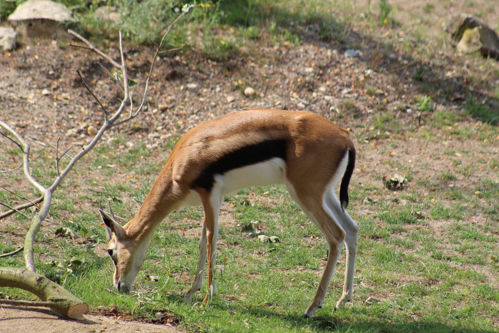 Thomson's Gazelle