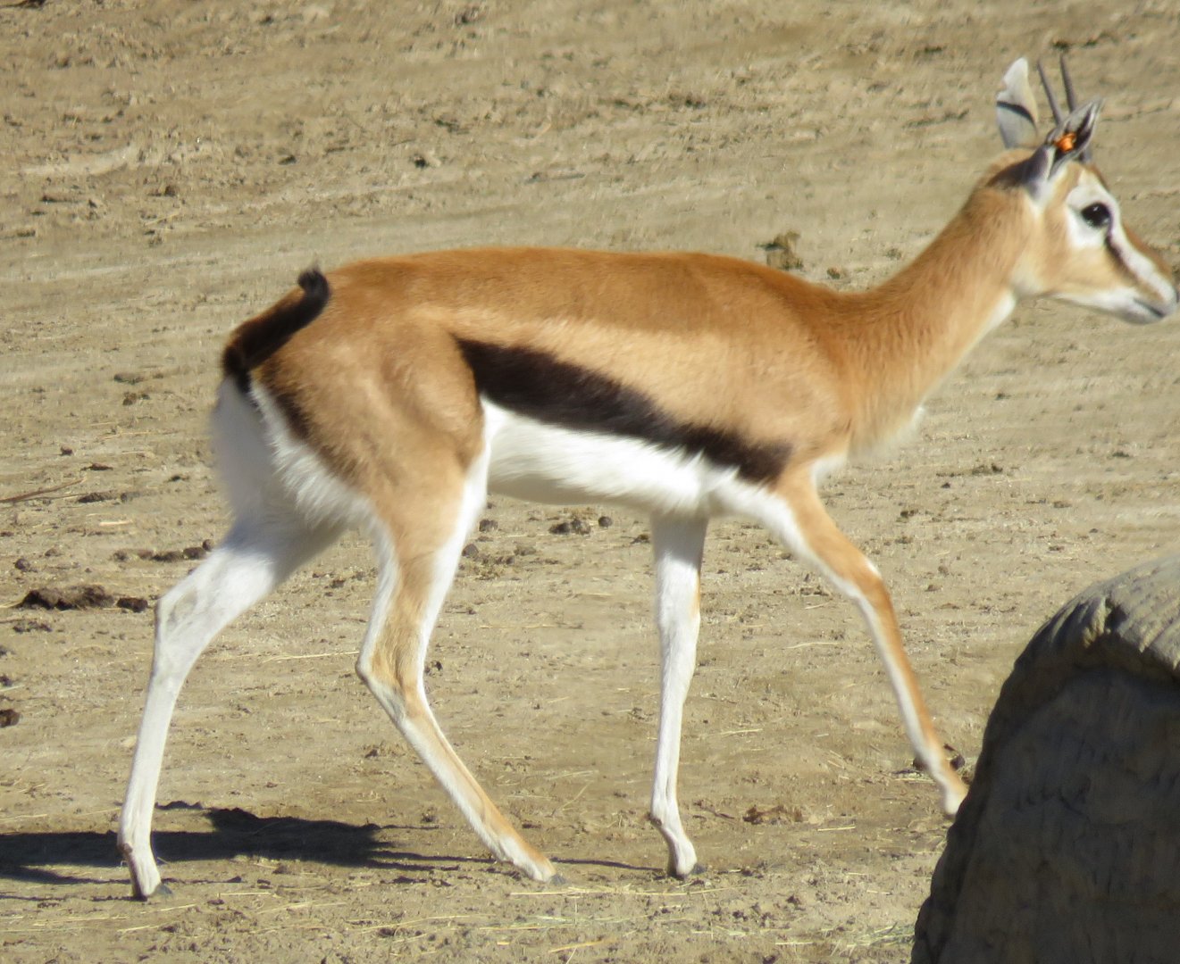 Thomson's gazelle