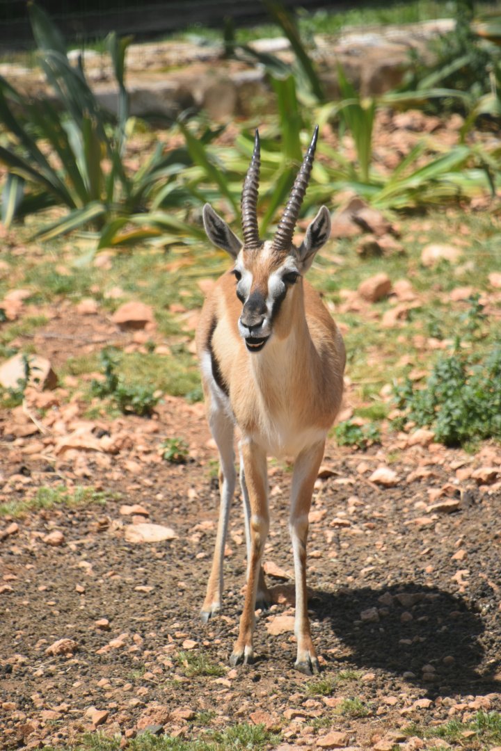 Thomson's gazelle