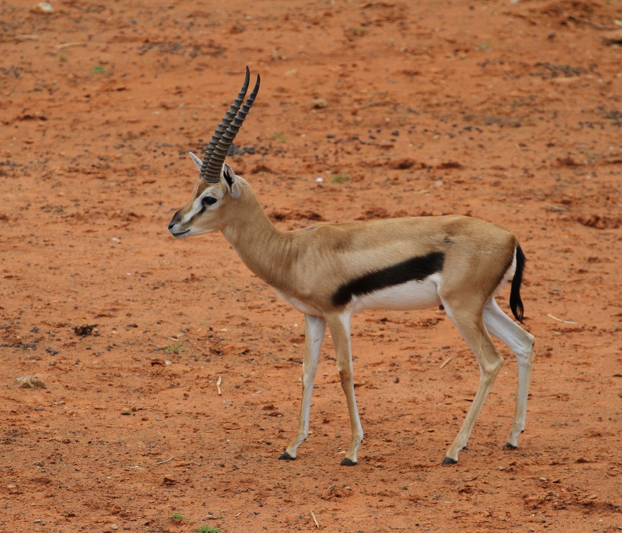 Thomson's Gazelle