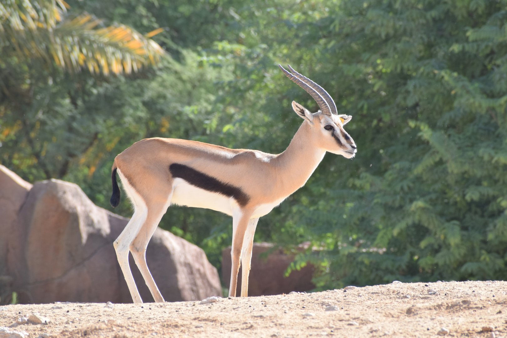 Thomson's gazelle