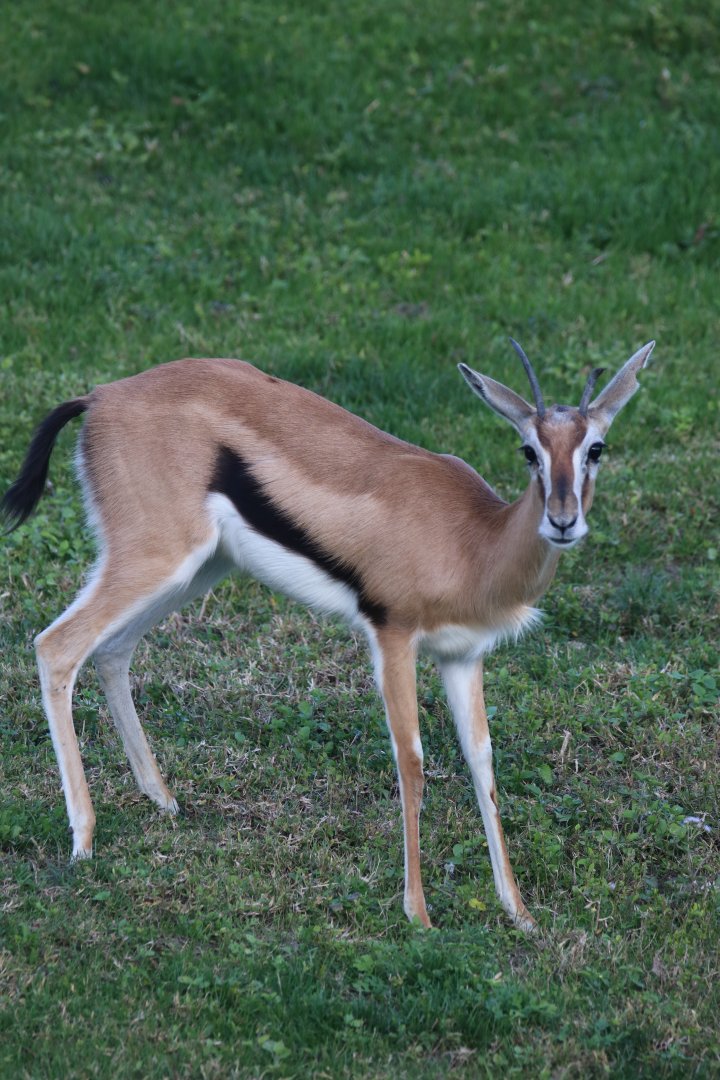 Thomson's gazelle