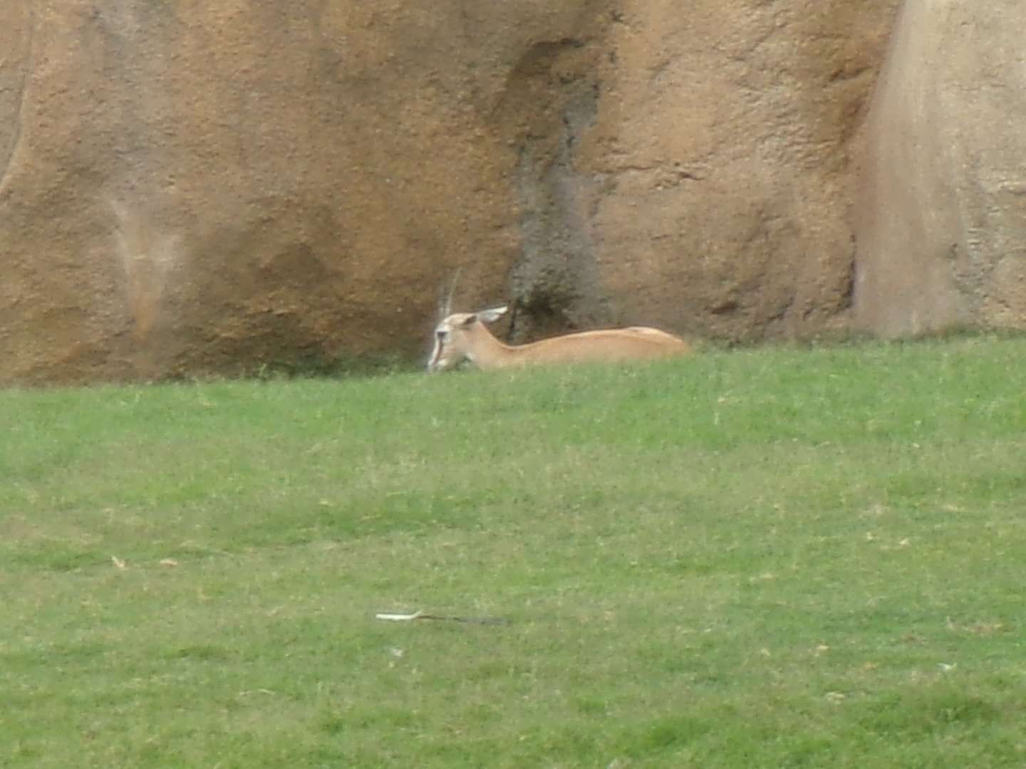 Thomson's gazelle