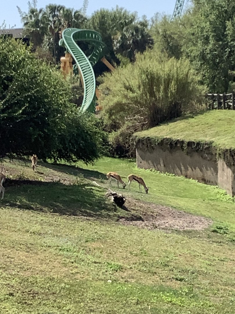 Thomson’s Gazelles 3/21/24