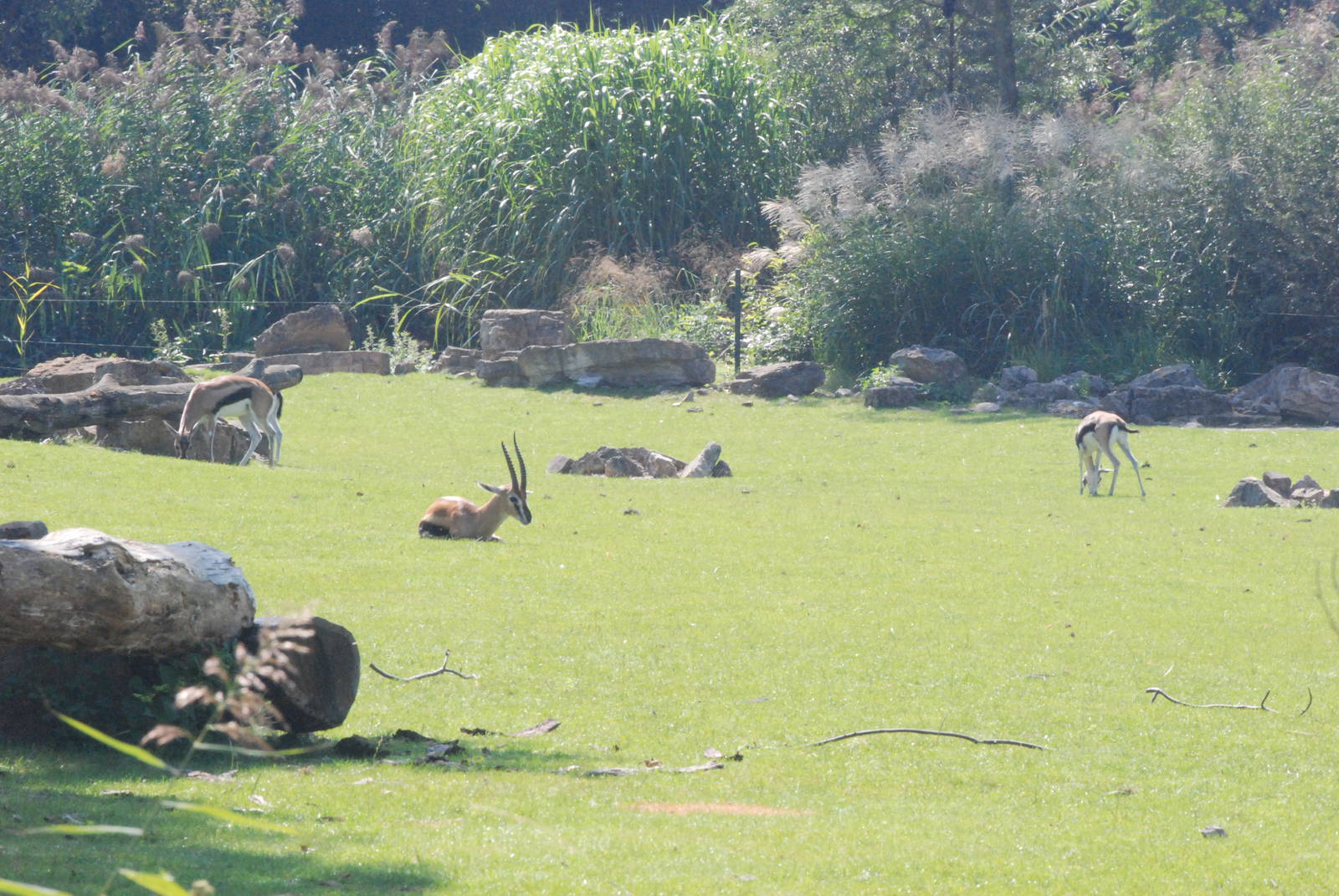 Thomson's Gazelles at Leipzig, 02/09/11