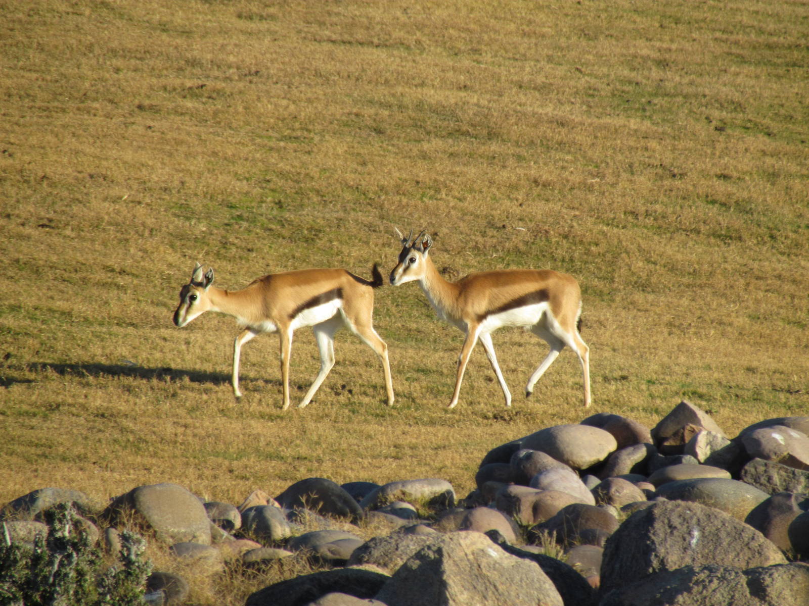 Thomson's Gazelles