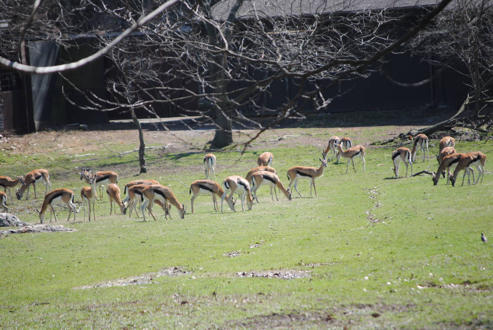 Thomson's Gazelles