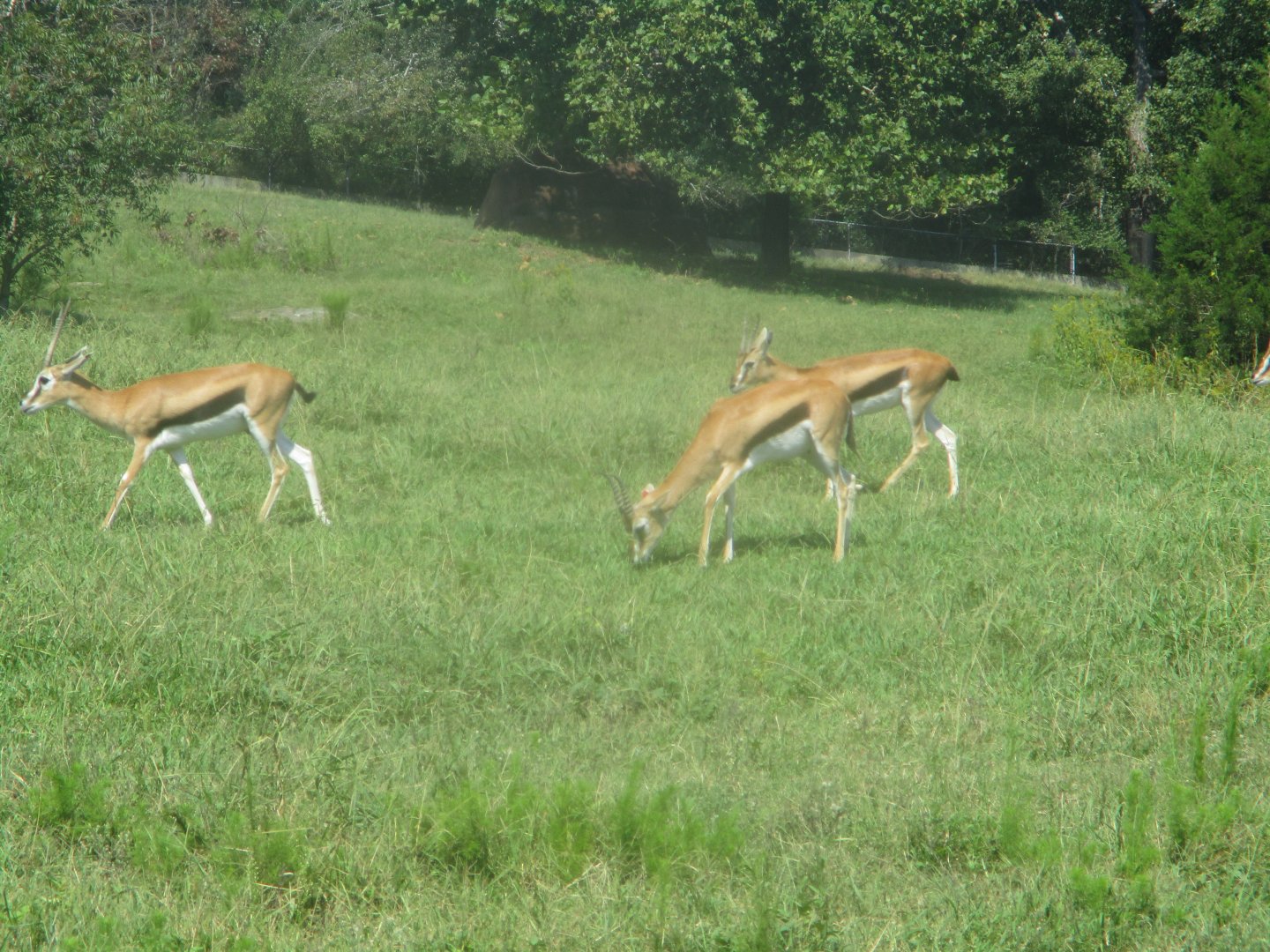 Thomson's gazelles