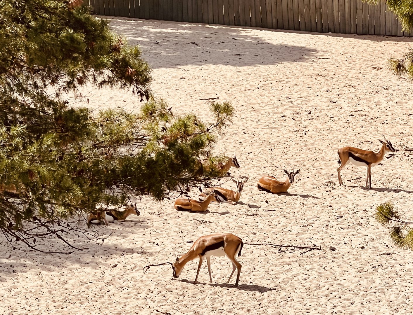 Thomson’s Gazelles