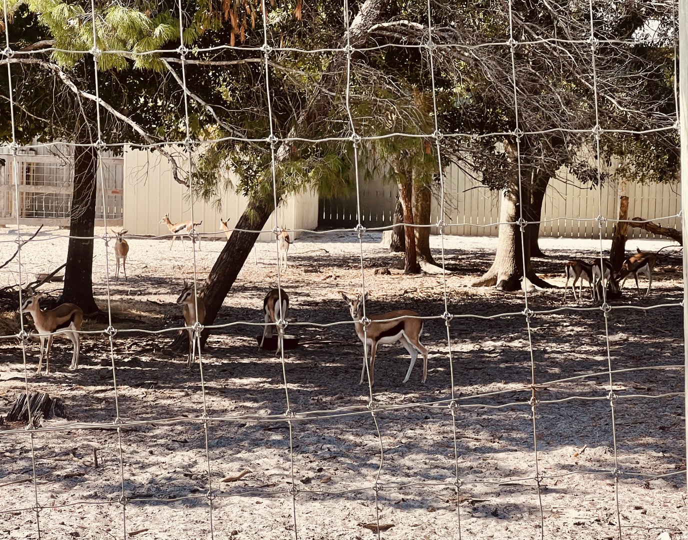 Thomson’s Gazelle’s