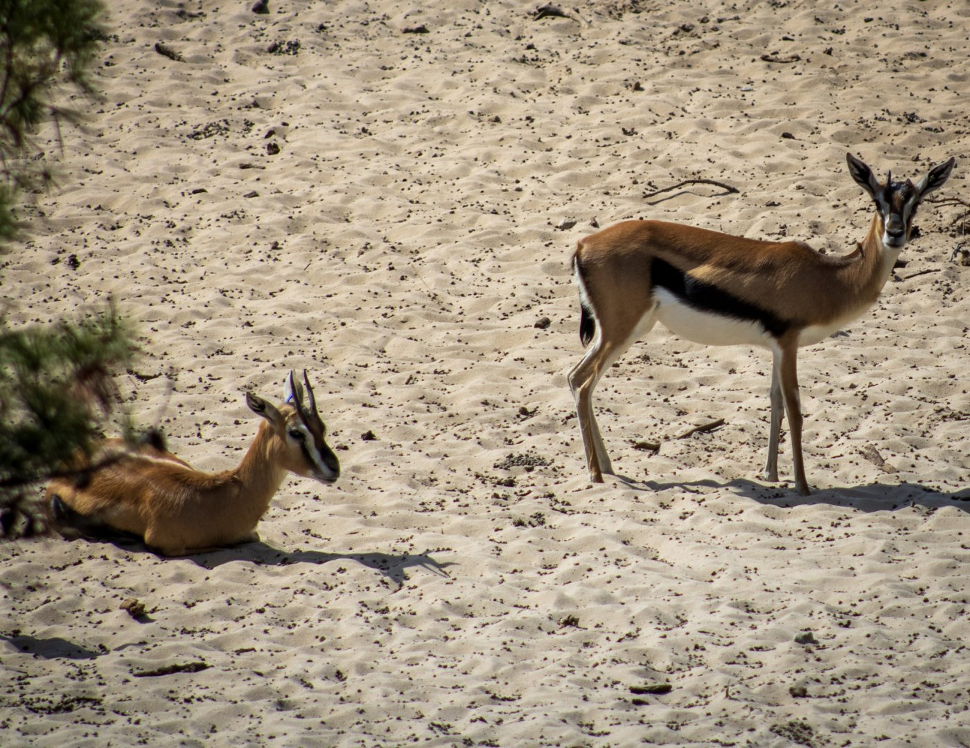Thomson's Gazelles