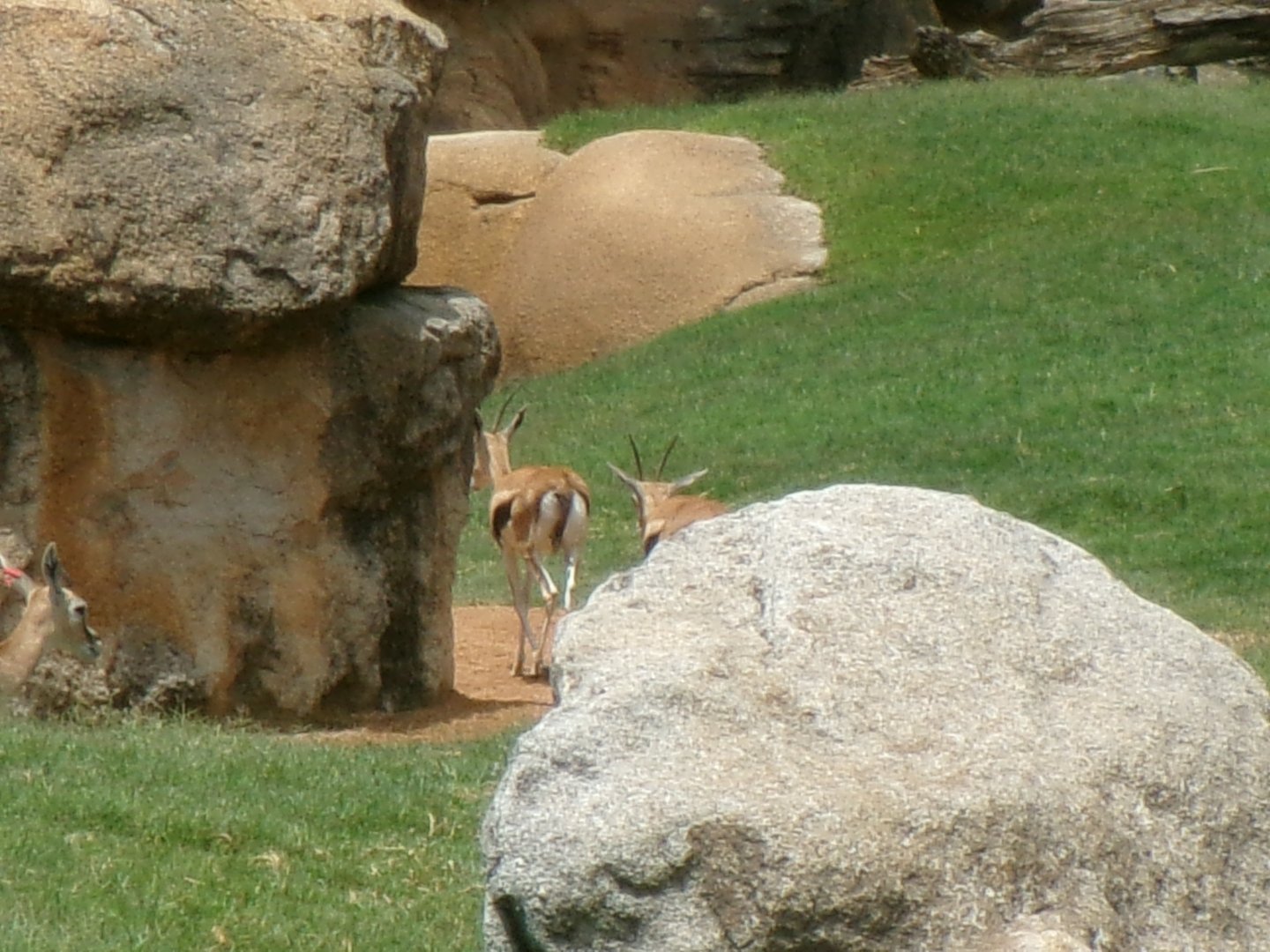 Thomson's gazelles