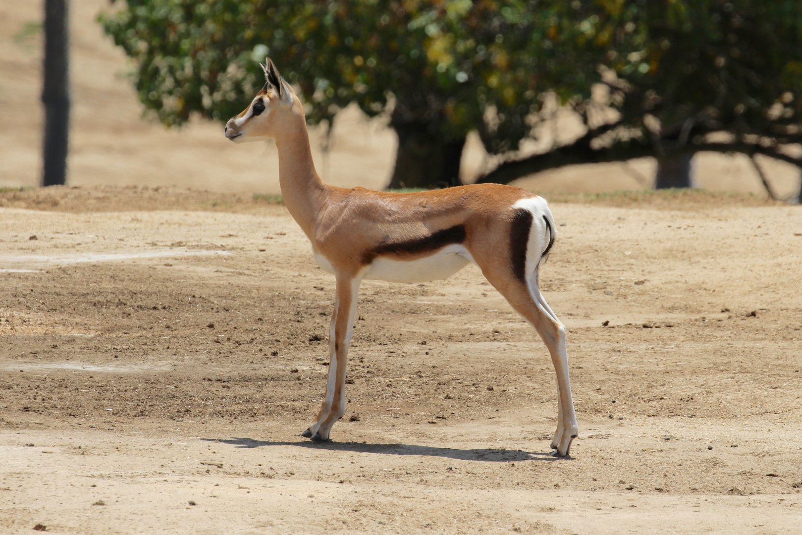 Thomson's or Grant's Gazelle?