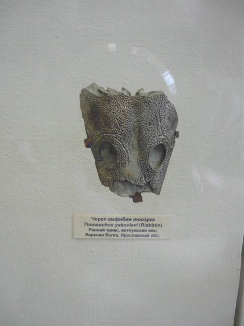 Thoosuchus yakovlevi skull fragment