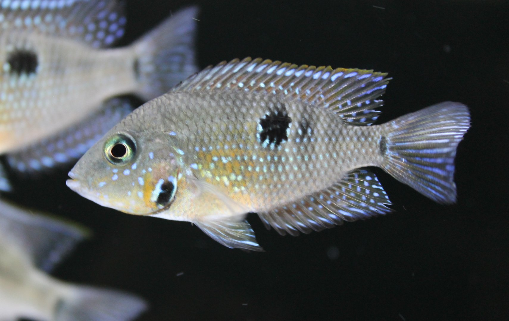 Thorichthys ellioti