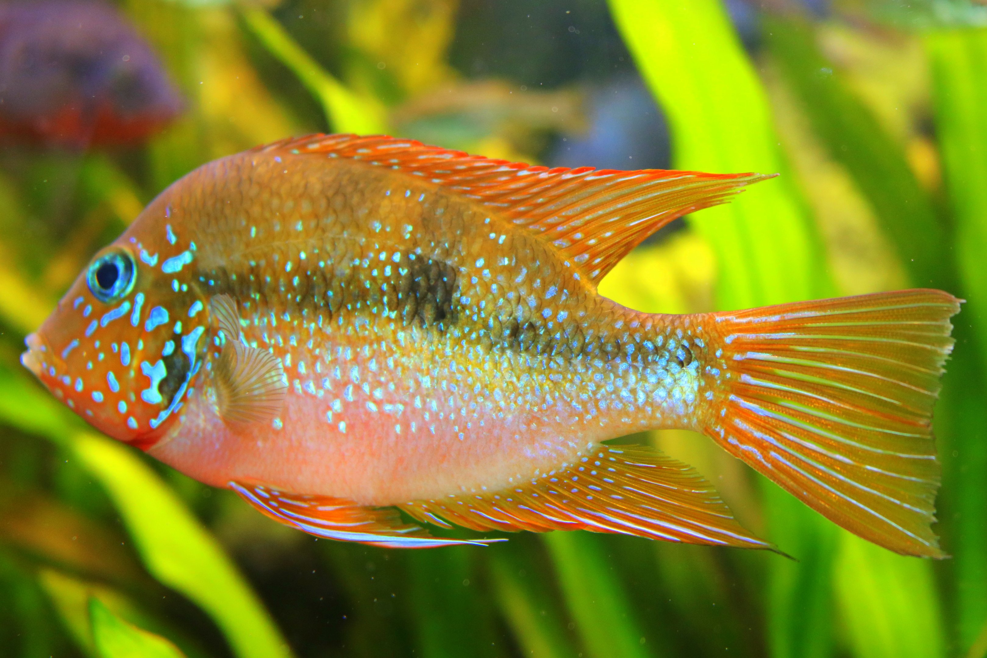 Thorichthys maculipinnis; Stuttgart; 7th September 2019