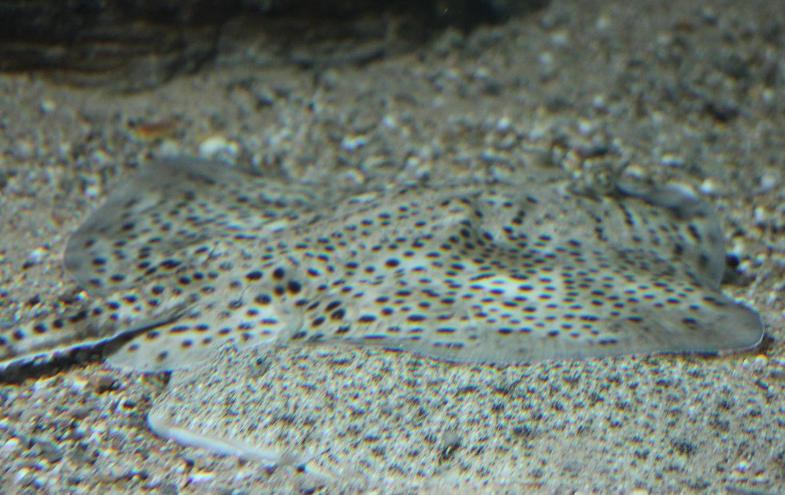 Thorn-back ray and plaice