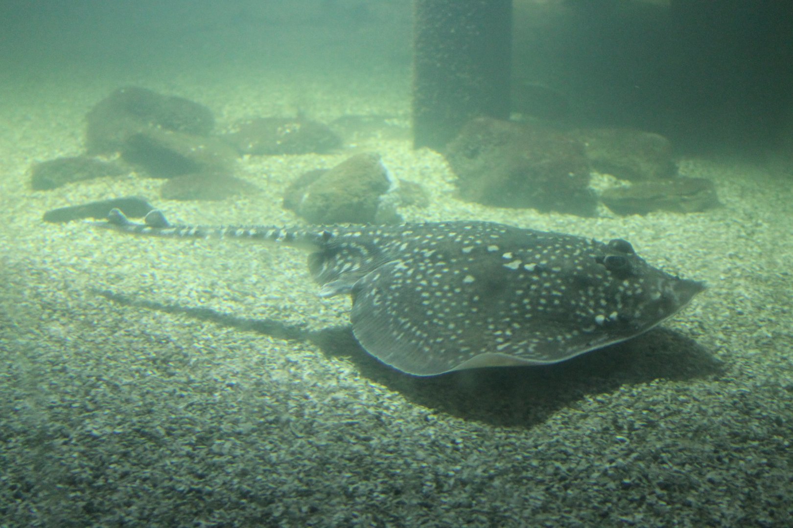 Thorn-backed ray